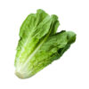 Romaine Lettuce