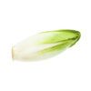 Beligian Endive