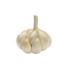 Elephant Garlic