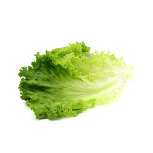 A bright green Green Leaf Crown Lettuce head with frilly tender leaves and curled tips on a white background.