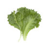 Green Leaf Lettuce