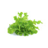 Green Oak Baby Lettuce