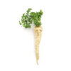 Parsley Root