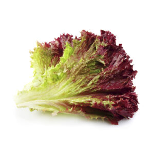 Romain Red Baby Lettuce