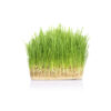 WheatGrass