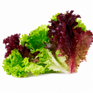 A frilly Lolo Rossa baby lettuce with deep burgundy-red curled tips and pale green stems on a white background.