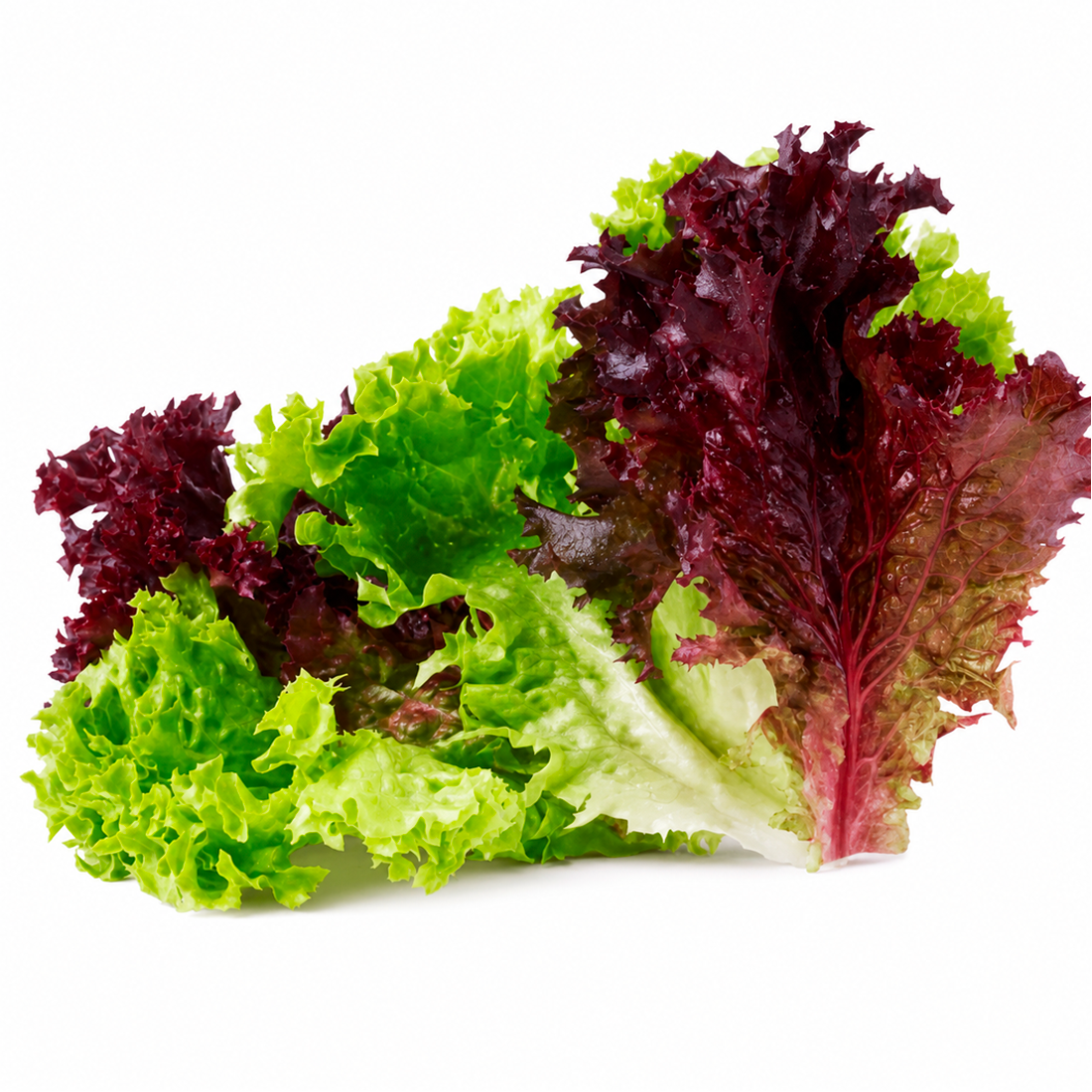 A frilly Lolo Rossa baby lettuce with deep burgundy-red curled tips and pale green stems on a white background.