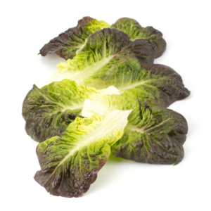A small Romain Red baby lettuce head with crisp upright leaves and deep burgundy tips on a white background.