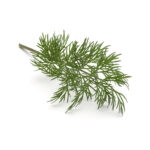 Baby Dill