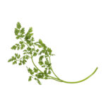 Chervil