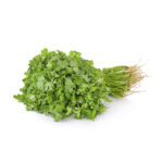 Cilantro