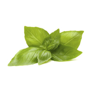 A close-up photograph of a small cluster of fresh, vibrant green basil leaves, with prominent veining, on a plain white background.