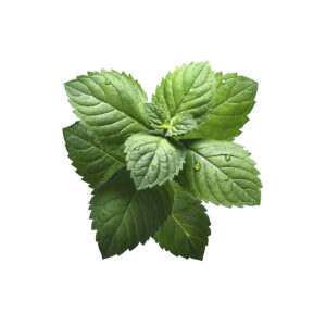 A top-down, close-up photograph of a vibrant cluster of dark green mint leaves on a clean white background, with small, fresh water droplets resting on the leaf surfaces.