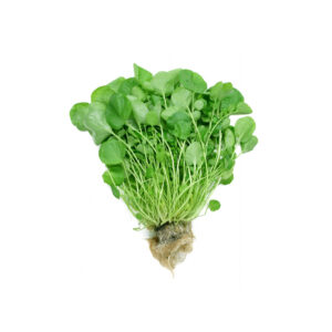 A bunch of fresh bright green Shahi (Persian watercress) with small round tender leaves and thin pale stems on a white background.