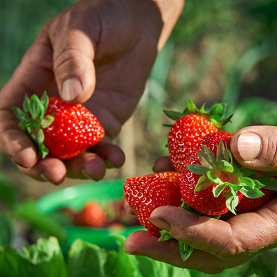 Farmer picking fresh strawberries