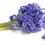 Hyacinth