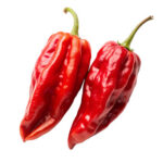 Ghost (NAGA) Chile