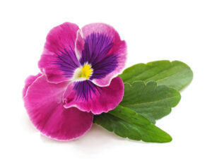 Pansies