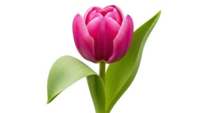 Tulip