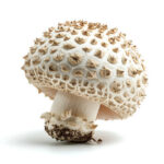 Hedgehog Fresh Mushroom