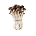 Brown Beech Mushroom