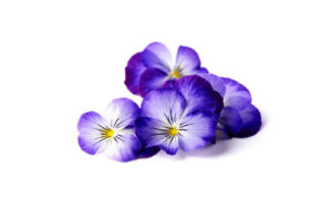 Viola