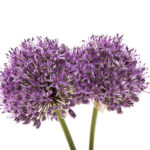 Blossom Garlic
