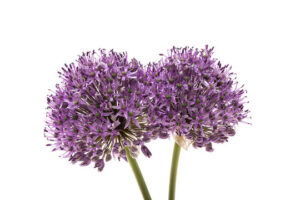 Blossom Garlic