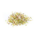 Alfalfa Sprout