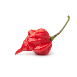 Carolina Reaper Chile