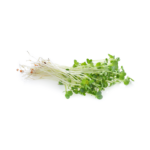 Daikon Sprout