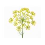fennel Pollen