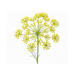 fennel Pollen