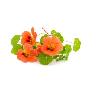 Nasturtium