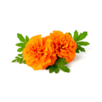 Marigold