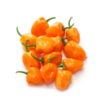 Habanero Peppers Orange Chile