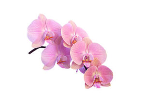 Orchids