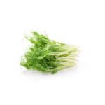 Pea Sprout ( Pea Shoot )