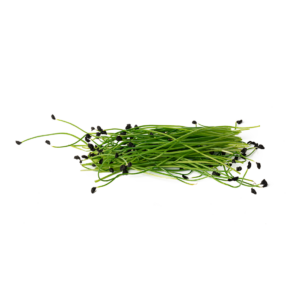Onion Sprout