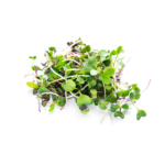 Micro Greens