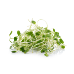 Sprout